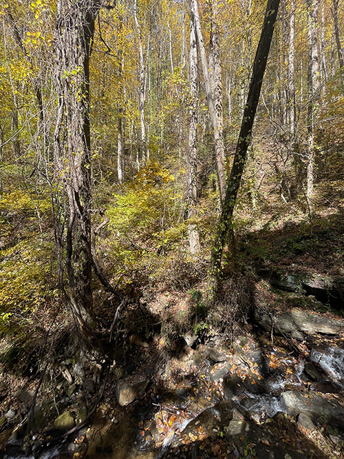 Photograph of a wooded area with creek running through taken at Amicalola Falls, Dawsonville, GA