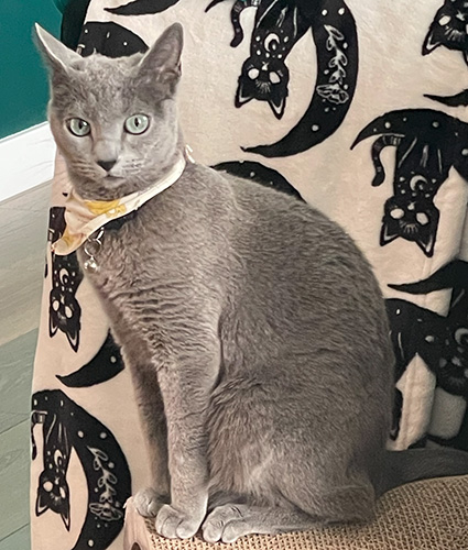Luna, a Russian Blue cat wearing a white and yellow bandana she refuses to be without, and a small bell. She is sitting on a chair draped with a blanket patterned with a cartoonish depiction of a black cat sitting on a half moon.
