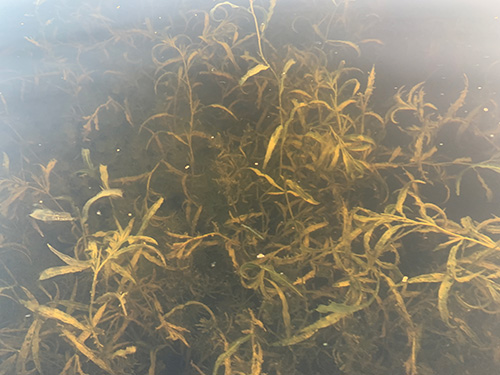 Water plants in golden colors just below the surface