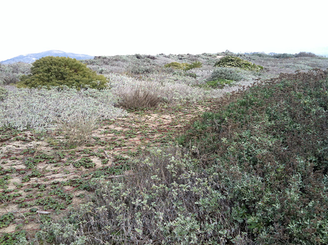 Scrub plants along the coast in San Francisco